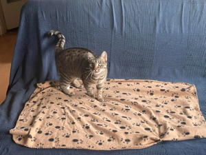 Gizella, verschmuste Katzendame, ca. 2 Jahre Bild 1
