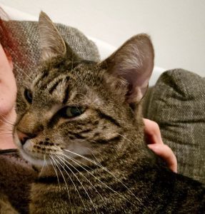 Gizella, verschmuste Katzendame, ca. 2 Jahre Bild 4