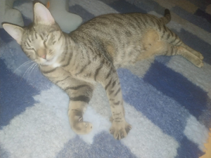Gizella, verschmuste Katzendame, ca. 2 Jahre Bild 8