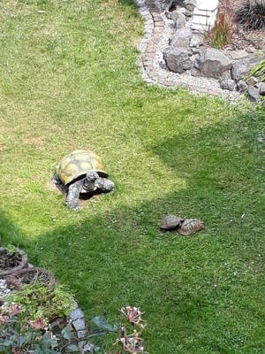 Griechische Landschildkröten robuste Ostrasse Thb  Bild 4