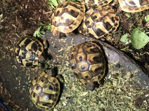 Griechische Landschildkröten robuste Ostrasse Thb  Bild 6