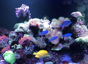 Korallen Meerwasser Anemone Scheibenanemone Fungia Euphilia  Bild 9