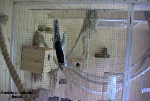 Streifenhörnchen  Dorsalis Bock