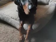 Dobermann Hund zu verkaufen Bild 1