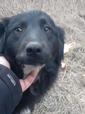 Freundliche Chica sucht ihre Menschen 