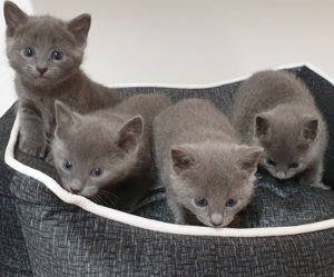 Kitten Russisch blau reinrassig  Bild 4