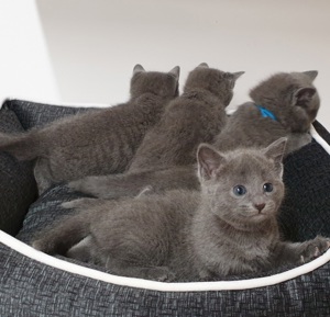 Kitten Russisch blau reinrassig  Bild 3