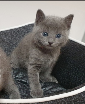 Kitten Russisch blau reinrassig  Bild 2