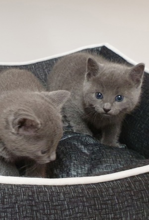 Kitten Russisch blau reinrassig  Bild 8