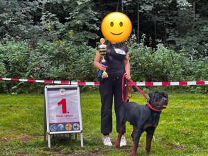 Rottweiler Deckrüde