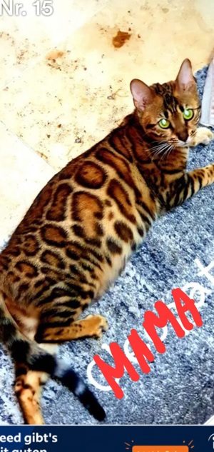 Bengal Katze Erwachsene  Bild 2