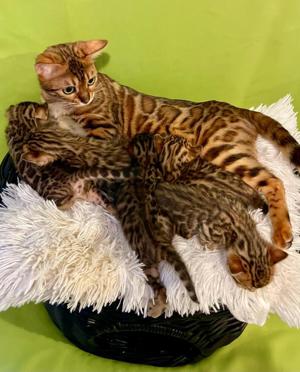 Bengal Katze Erwachsene  Bild 3