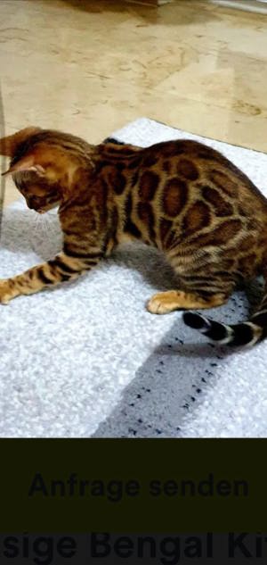 Bengal Katze Erwachsene  Bild 4