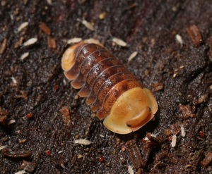 Cubaris sp. Rubber Ducky - Zierasseln - Terrarium - Haustier Bild 4