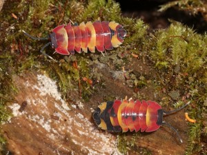 Merulanella sp. Scarlet - Asseln - Terrarium - Haustier - Isopod Bild 1