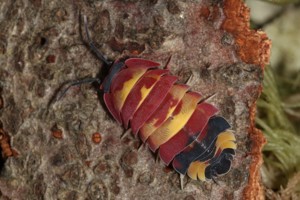Merulanella sp. Scarlet - Asseln - Terrarium - Haustier - Isopod Bild 9