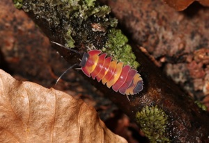 Merulanella sp. Scarlet - Asseln - Terrarium - Haustier - Isopod Bild 6
