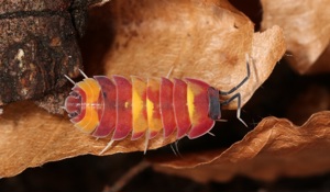 Merulanella sp. Scarlet - Asseln - Terrarium - Haustier - Isopod Bild 8