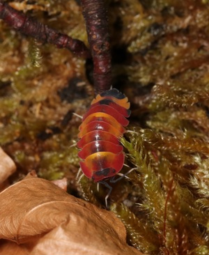 Merulanella sp. Scarlet - Asseln - Terrarium - Haustier - Isopod Bild 4