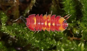 Merulanella sp. Scarlet - Asseln - Terrarium - Haustier - Isopod Bild 10