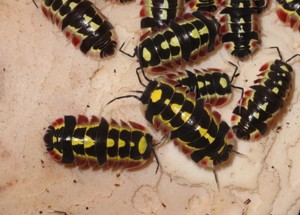 Merulanella sp. Red Diablo - Zierasseln - Terrarium - Haustier