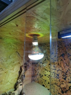 Terrarium Zubehör Lampen Sieb Unterschlupf Bild 5