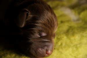 Reinrassige Labradorwelpen in braun und schwarz Bild 8