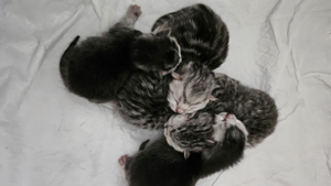 Erfahrener BKH Deckkater Bild 7