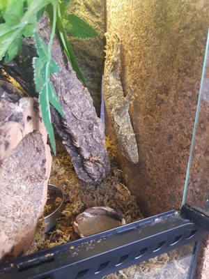 Riesen-Gecko  Bild 8