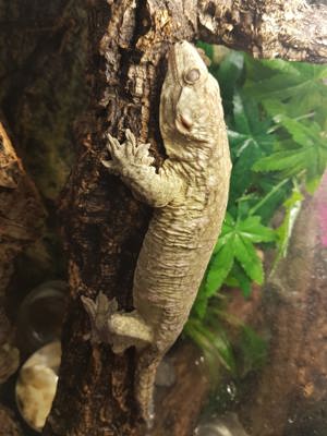 Riesen-Gecko  Bild 3