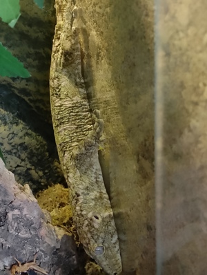 Riesen-Gecko  Bild 9