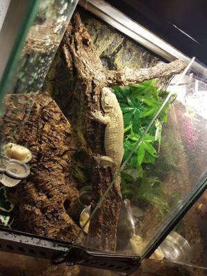 Riesen-Gecko  Bild 7