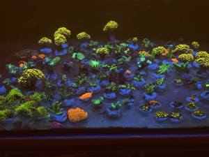 Korallenableger Weichkorallen Meerwasser Aquarium Korallen Ableger Euphyllia Zoas Pilzleder Bild 1