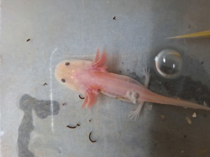 Axolotl Nachzucht 2024 auszugsbereit Bild 6