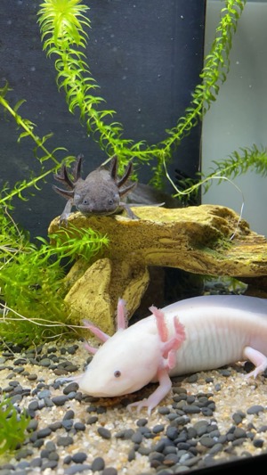 Axolotl abzugeben (inklusive Aquarium+Pumpe) Bild 4