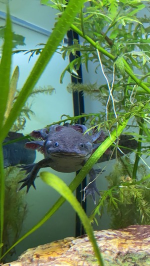 Axolotl abzugeben (inklusive Aquarium+Pumpe) Bild 1