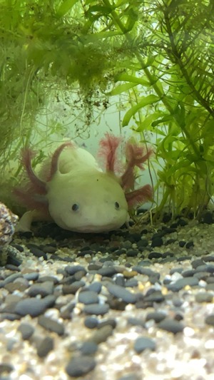 Axolotl abzugeben (inklusive Aquarium+Pumpe) Bild 2