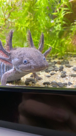 Axolotl abzugeben (inklusive Aquarium+Pumpe) Bild 3