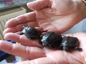 emys orbicularis, Europäische Sumpfschildkröten NZ 2025