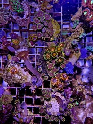 verschiedene Ableger Zoanthus Krustenanemone Meerwasser Korallenableger Bild 2
