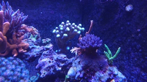 Korallen aus eigener Aufzucht abzugeben Bild 4