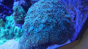 Korallen aus eigener Aufzucht abzugeben Bild 2