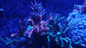 Korallen aus eigener Aufzucht abzugeben Bild 3