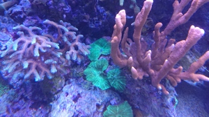 Korallen aus eigener Aufzucht abzugeben Bild 5