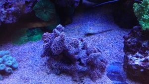 Korallen aus eigener Aufzucht abzugeben Bild 6