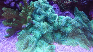 Korallen aus eigener Aufzucht abzugeben Bild 9