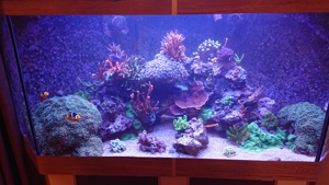 Korallen aus eigener Aufzucht abzugeben Bild 8