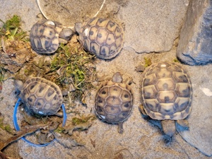 Griechische Landschildkröte, Schildkröte, Landschildkröten, Testudo hermanni beottgerie Bild 2