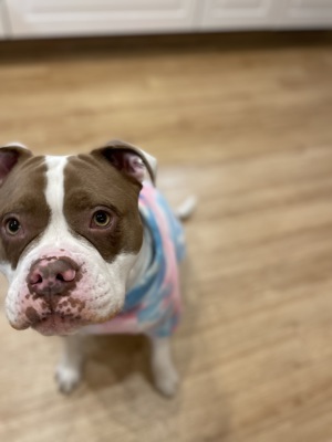 Old English Bulldog Hündin 2 Jahre alt Allergiebedingt ab zu geben Bild 2