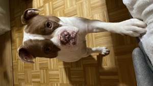 Old English Bulldog Hündin 2 Jahre alt Allergiebedingt ab zu geben Bild 4